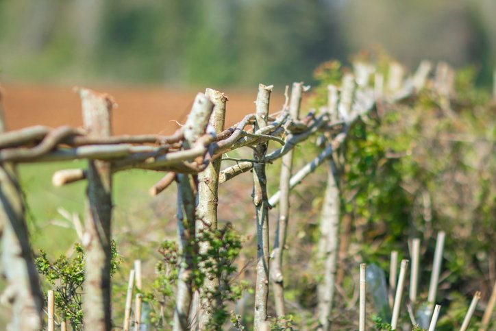 Freshly cut, woven and crafted hazel hedge