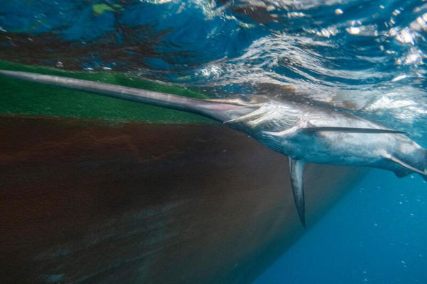 Greenpeace activists free a swordfish in the North Atlantic