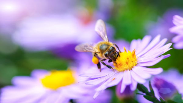 Close-up of bee on a flower