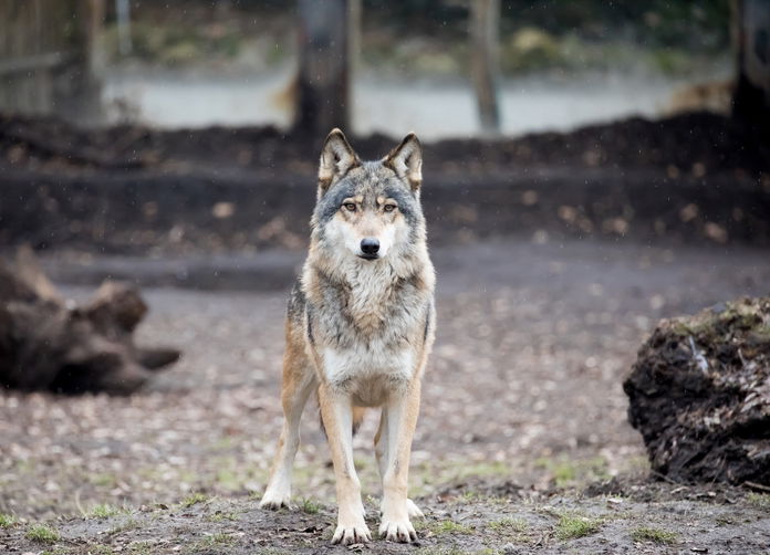 Grey wolf