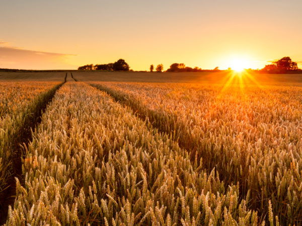 Wheat field at sunset
