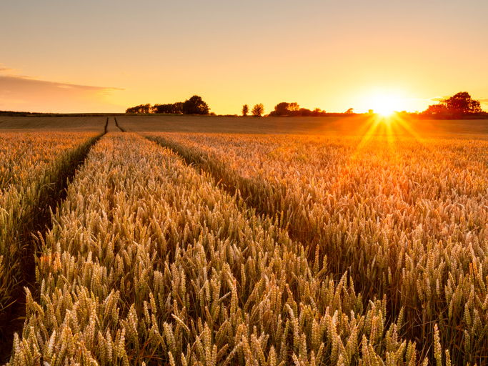 Wheat field at sunset