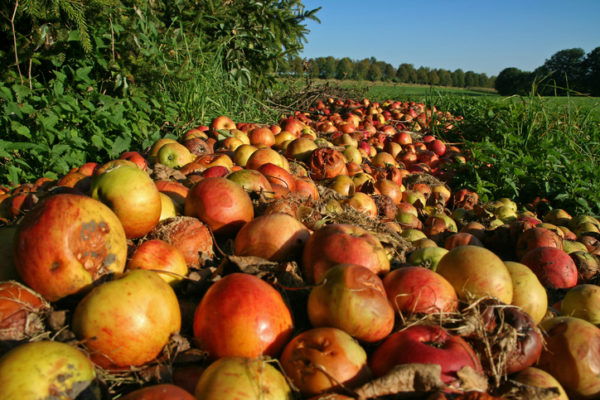 A heap of windfall apples