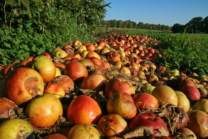 A heap of windfall apples