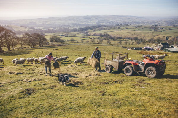 Husband and wife farmers putting out hay in the field for the sheep to feed on
