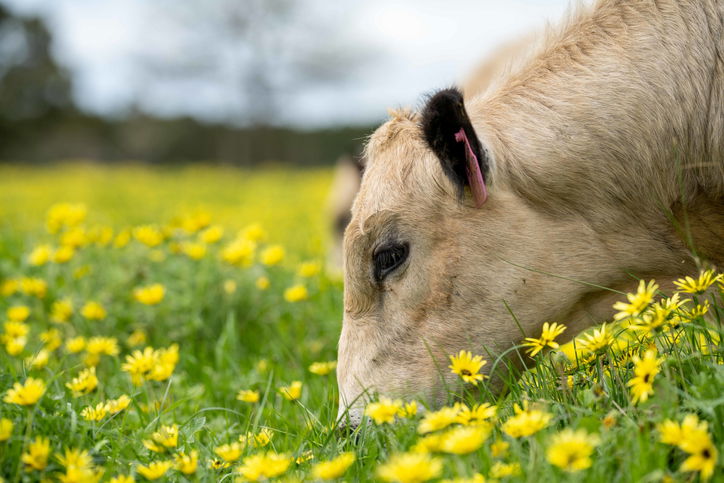 Dairy and beef Cows and Bulls grazing on grass and pasture on an agricultural farm in Australia