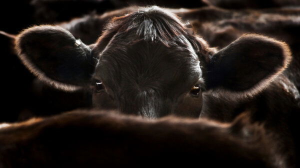A black Angus cow looking at camera