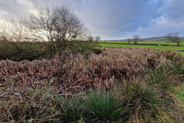 Heal Somerset