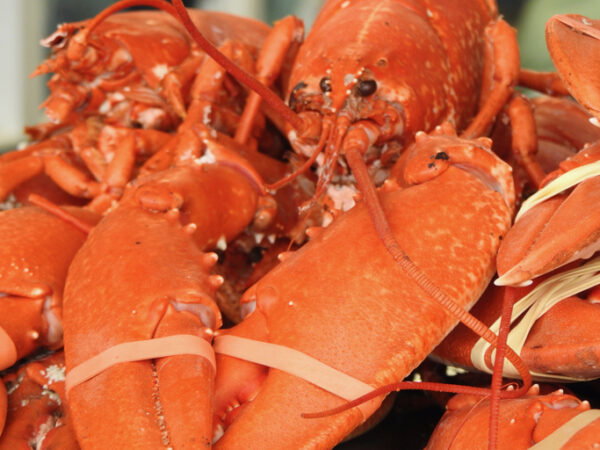 Whole lobster for sale in Scotland