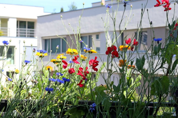 Wildflowers on a balcony in the city