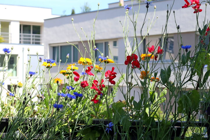 Wildflowers on a balcony in the city