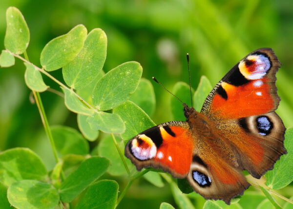 Peacock butterfly on a green leaf