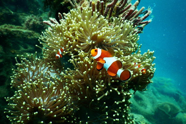 Coral reef