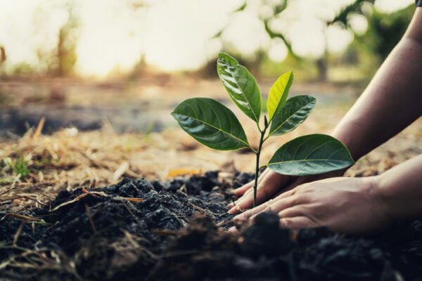 Close up of hands planting a tree