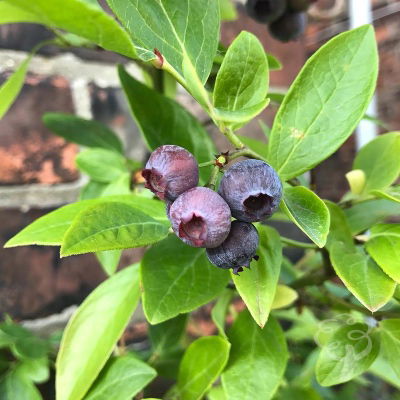 Blueberry Plant