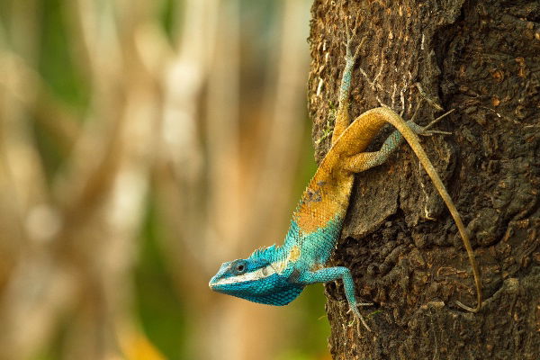Calotes goetzi – an aggressive lizard that changes colour as a defensive mechanism