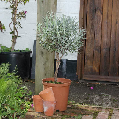 Lavender Plant Bush Gift