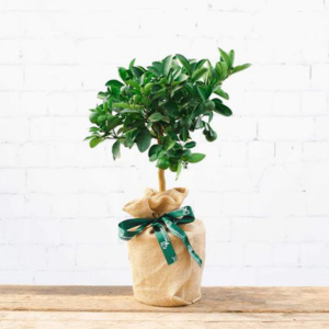 Mini Calamondin Tree Gift