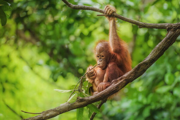 Baby orangutan in Borneo