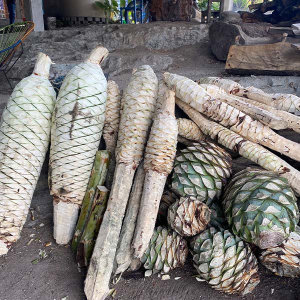 Sin Gusano Agave