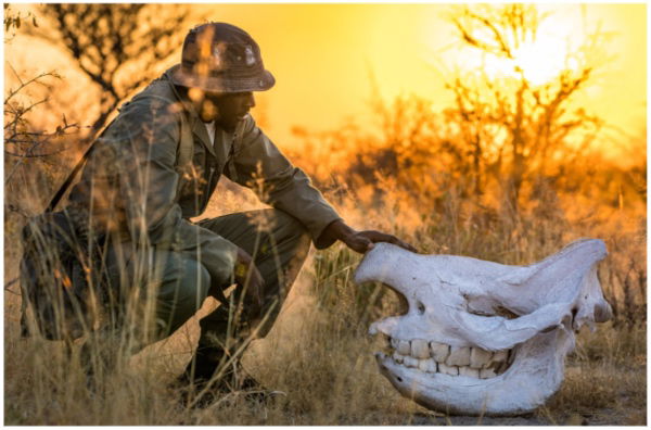 The Wildlife Ranger Challenge