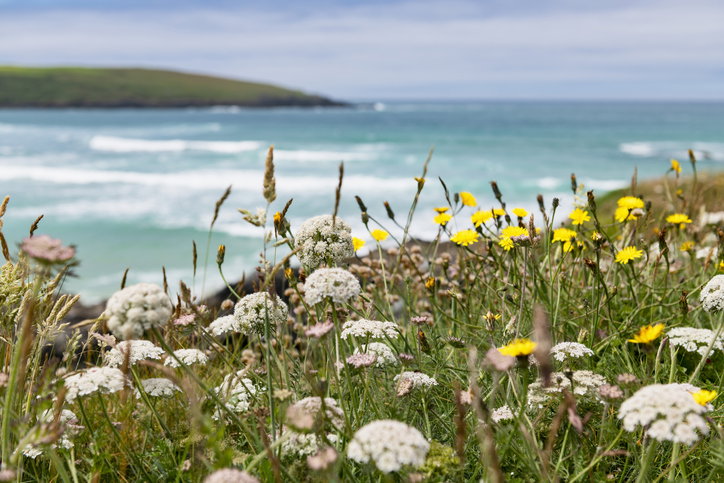 View of wildflowers and grasses over Crantock Beach, Newquay, Cornwall on a bright June day