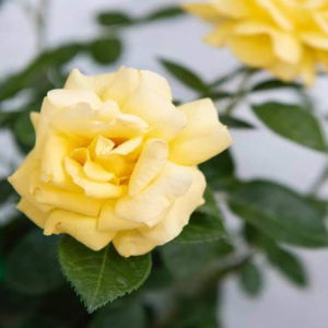 Your Wedding Day Rose Bush Gift