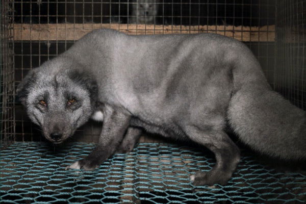 Fur farms and public health