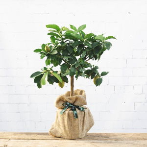Lemon Tree Gift
