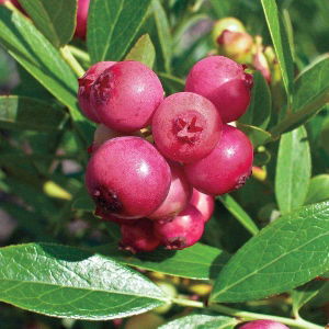 Pink Blueberry Gift