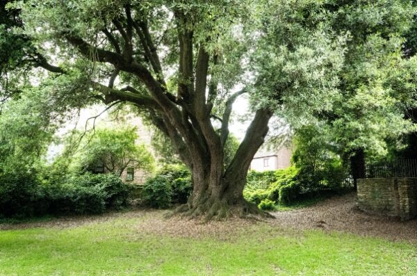 Library Holm Oak, Wiltshire, is the Public Wildcard nomination for Tree of the Year 2023