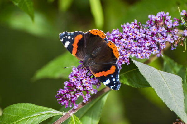 Red Admiral butterfly taking nectar from lilac Buddleia flower