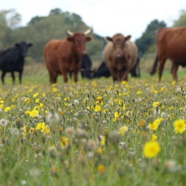 Rosewood Farm Grazing